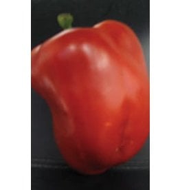 OSC Summer Red Pepper Seeds (Bell Type) 1955