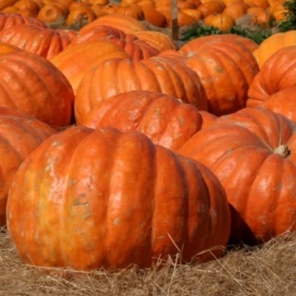 OSC Dill's Atlantic Giant Pumpkin Seeds 2015