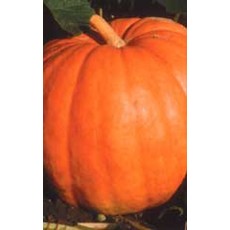 OSC Big Max Pumpkin Seeds 2045