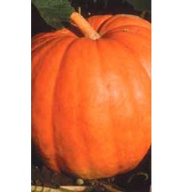 OSC Big Max Pumpkin Seeds 2045