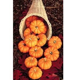 OSC Jack-Be-Little Miniature Pumpkin Seeds (Ornamental Type) 2030