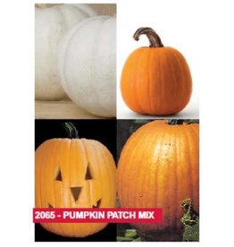 OSC Pumpkin Patch Mixture Pumpkin Seeds (Ornamental Type) 2065