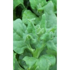 OSC New Zealand Spinach Seeds 2190