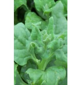 OSC New Zealand Spinach Seeds 2190