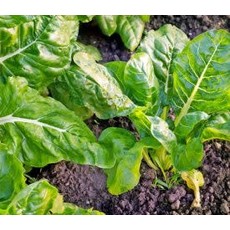 OSC Perpetual Spinach Swiss Chard Seeds 2202