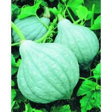OSC Blue Magic Hybrid Squash Seeds (Winter Type) 2292