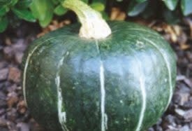 OSC Burgess Buttercup Squash Seeds (Winter Type) 2255