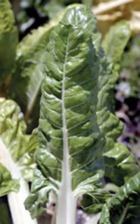 Fordhook Giant Swiss Chard Seeds 2175