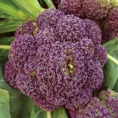 Early Purple Sprouting Broccoli Seeds (Aimers International) 2745