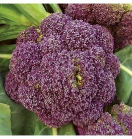 OSC Early Purple Sprouting Broccoli Seeds (Aimers International) 2745