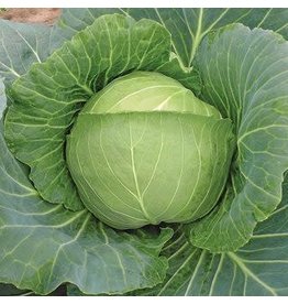 OSC Brunswick Sauerkraut Cabbage Seeds (Aimers International) 2750