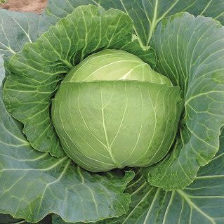 OSC Brunswick Sauerkraut Cabbage Seeds (Aimers International) 2750