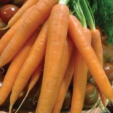 OSC Tendersweet Carrot Seeds (Aimers International) 2775
