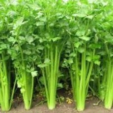 Chinese Tianjin Hybrid Celery Seeds (Aimers International) 2800