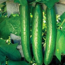 OSC Early Spring Burpless Hybrid Cucumber Seeds (Aimers International) 2810