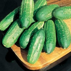 OSC Calypso Hybrid Cucumber Seeds (Aimers International) 2815
