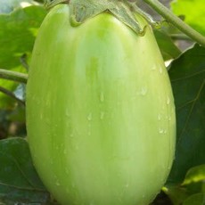 Green Punjab Eggplant Seeds (Aimers International) 2820