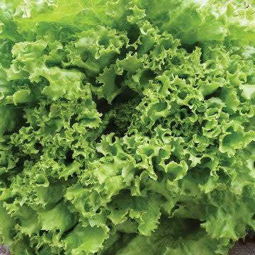 OSC Green Ice Lettuce Seeds (Aimers International) 2830