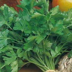 OSC Giant of Italy Parsley Seeds (Aimers International) 2875