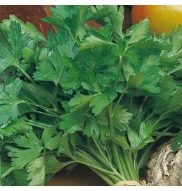 OSC Giant of Italy Parsley Seeds (Aimers International) 2875