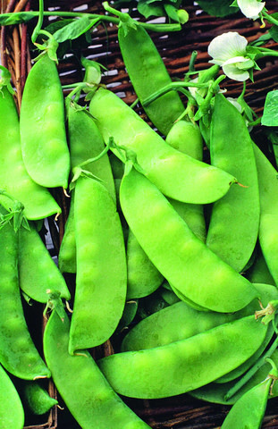 OSC Mammoth Melting Sugar Snow Pea Seeds (Aimers International) 2885