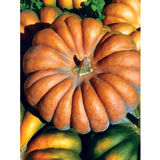 OSC Musquee de Province Pumpkin Seeds (Aimers International) 2915