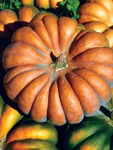 OSC Musquee de Province Pumpkin Seeds (Aimers International) 2915