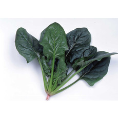 OSC Imperial Green Hybrid Spinach Seeds (Aimers International) 2940