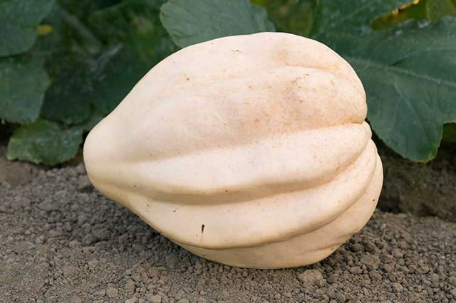 OSC Cream of The Crop Squash Seeds (Aimers International) 2955