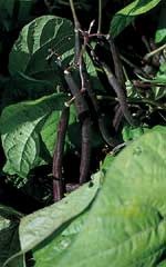 OSC Royal Burgundy Bush Bean Seeds 1161
