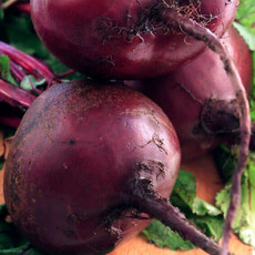 OSC Early Wonder Organic Beet Seeds