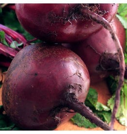 OSC Early Wonder Organic Beet Seeds