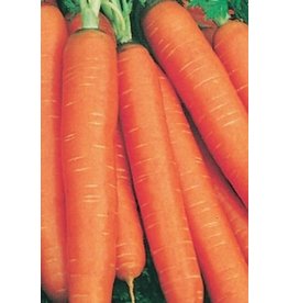 Nantes Organic Carrot Seeds