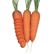 OSC Chantenay Organic Carrot Seeds