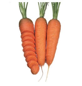 OSC Chantenay Organic Carrot Seeds