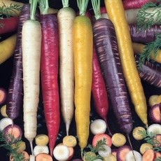 OSC Rainbow Blend Organic Carrot Seeds
