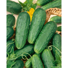 OSC Homemade Pickles Cucumber Seeds