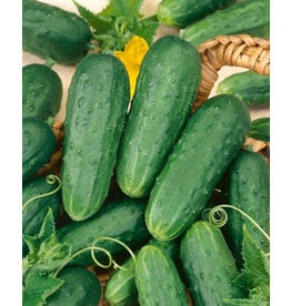 OSC Homemade Pickles Cucumber Seeds