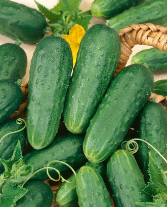 OSC Homemade Pickles Cucumber Seeds