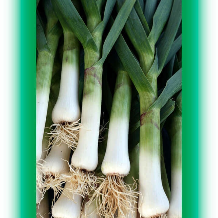 OSC Giant Musselburg Organic Leek Seeds