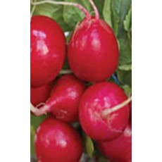 Cherry Belle Organic Radish Seeds