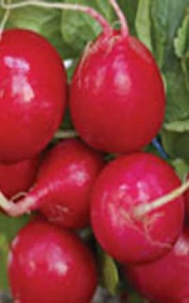 Cherry Belle Organic Radish Seeds