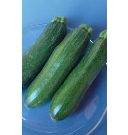 OSC Dark Green Zucchini Organic Squash Seeds