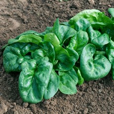 OSC Bloomsdale Organic Spinach Seeds