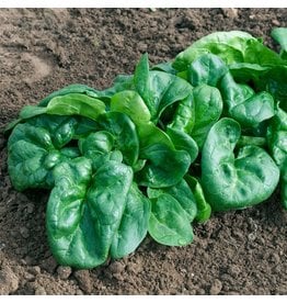 OSC Bloomsdale Organic Spinach Seeds