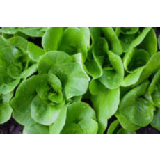 OSC Tom Thumb Organic Lettuce Seeds