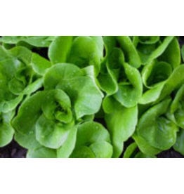 OSC Tom Thumb Organic Lettuce Seeds
