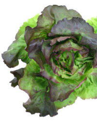 OSC Marveille Four Seasons Organic Lettuce Seeds