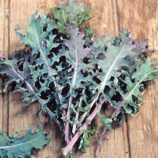OSC Red Russian Organic Kale Seeds