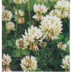 OSC White Clover Seeds 6735- Large Packet (4x5")